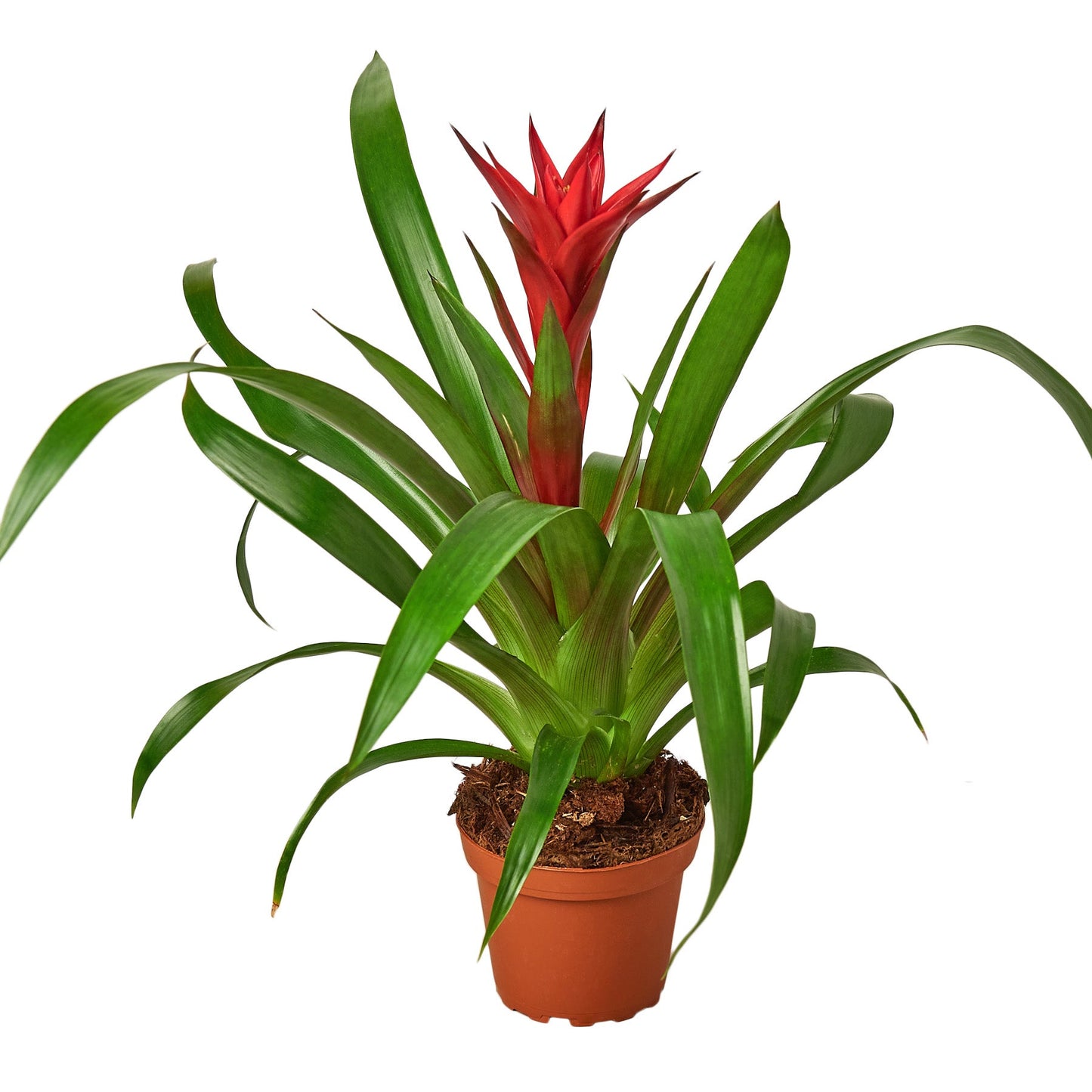 Guzmania Bromeliad 'Red' potted plant