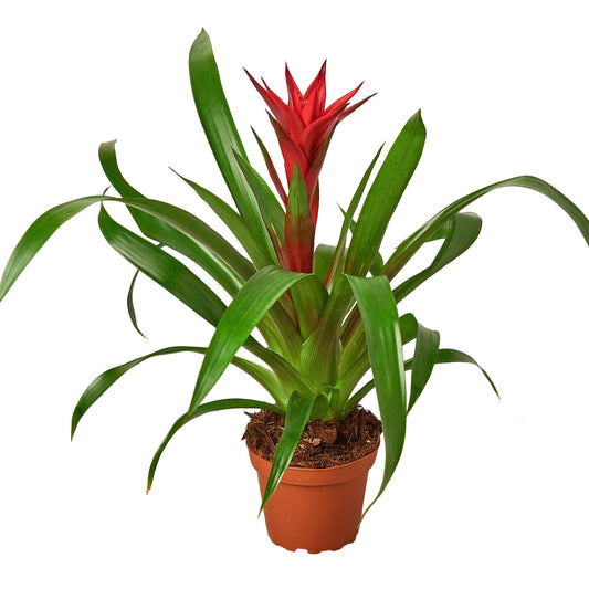 Guzmania Bromeliad 'Red' potted plant