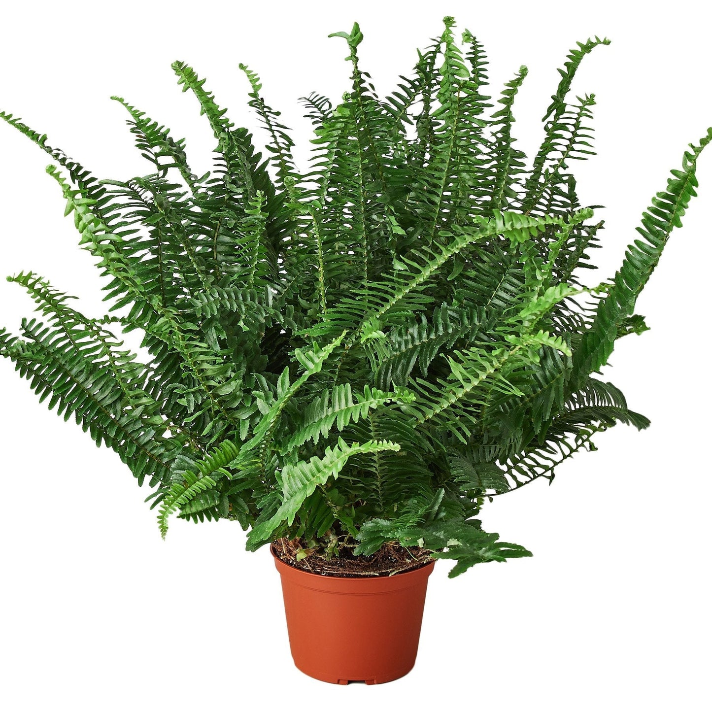 Jester's Crown Fern 6" potted plant