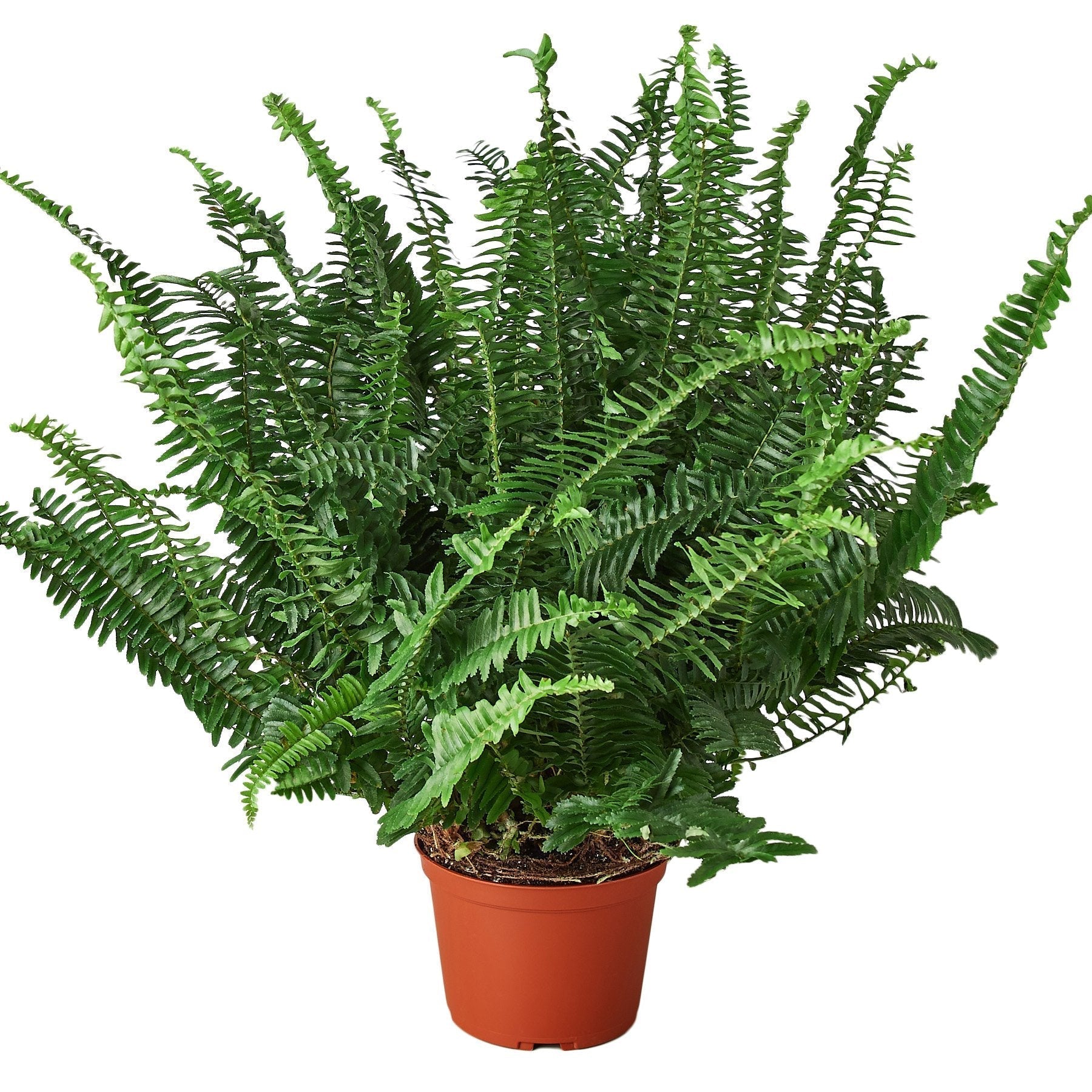 Jester's Crown Fern 6" potted plant