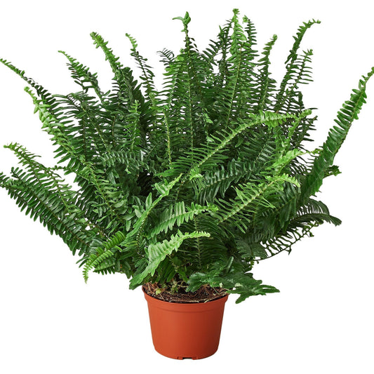Jester's Crown Fern 6" potted plant