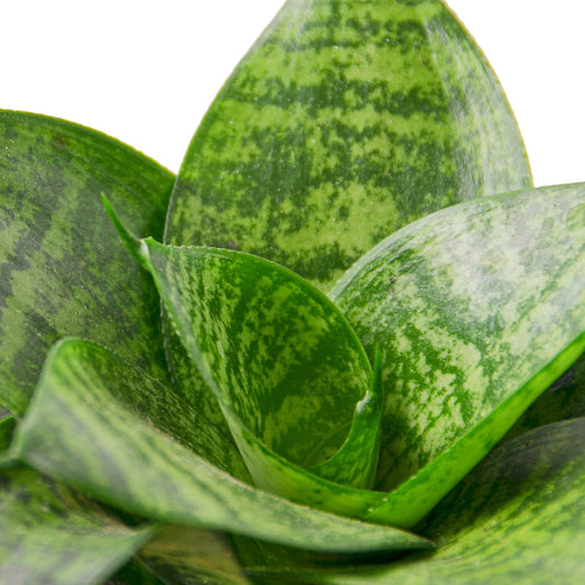 Snake Plant Black Robusta 6" potted plant
