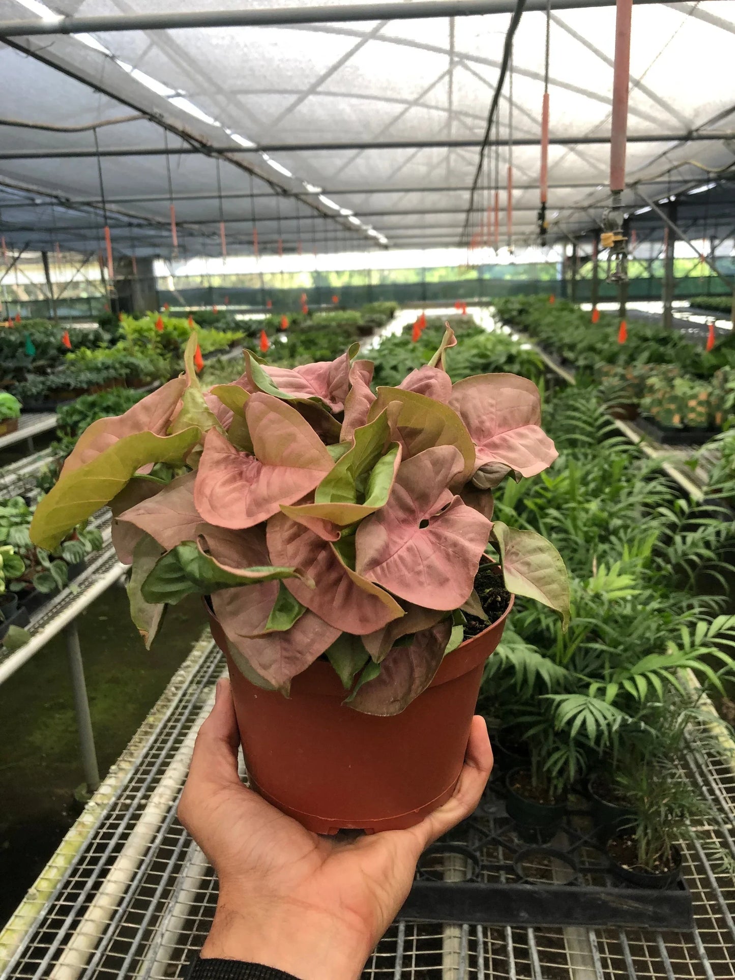 Syngonium Strawberry potted plant