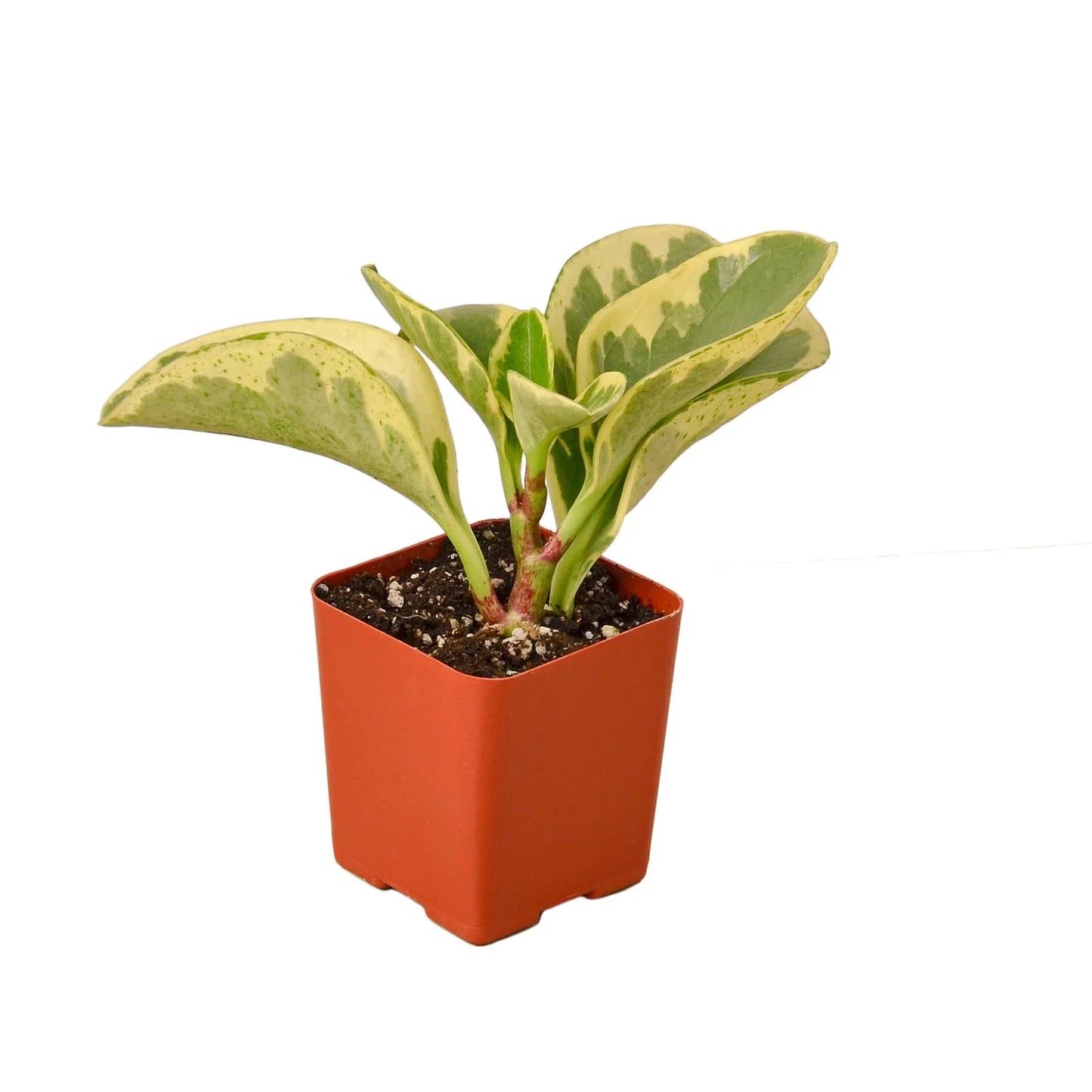 Peperomia 'Marble' potted plant
