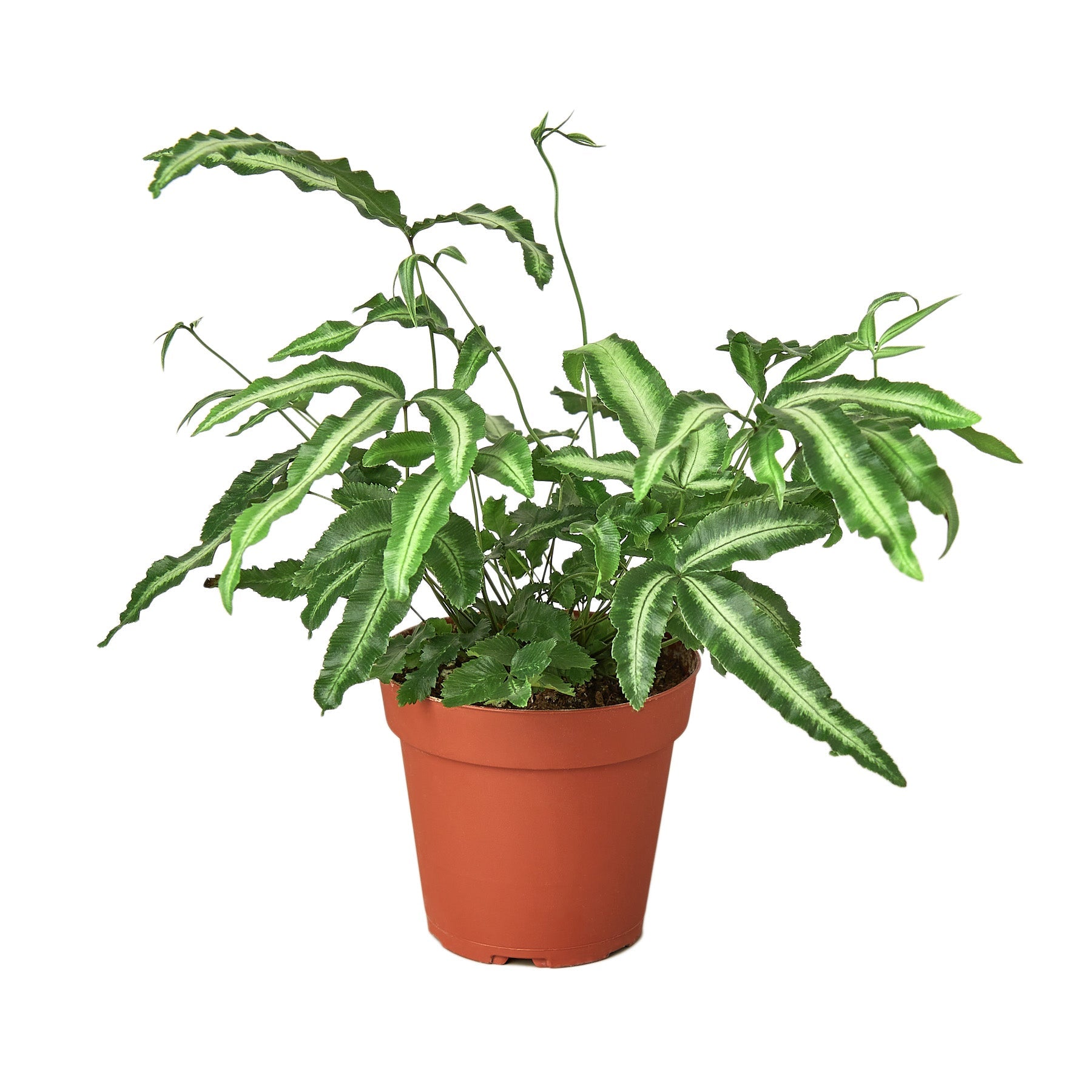 Pteris Cretica 'Albo Fern' potted plant