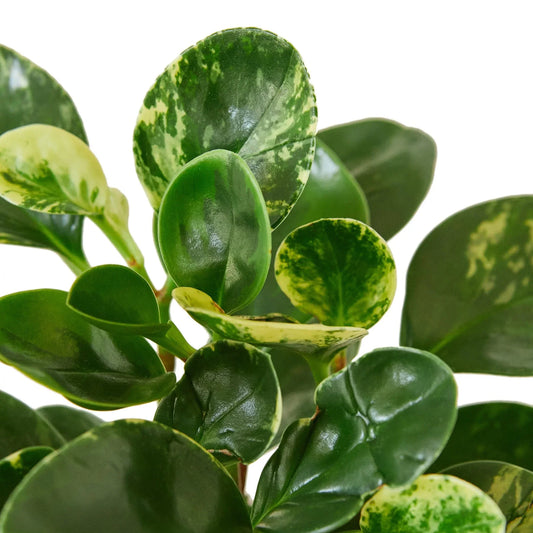 Peperomia 'Marble' potted plant