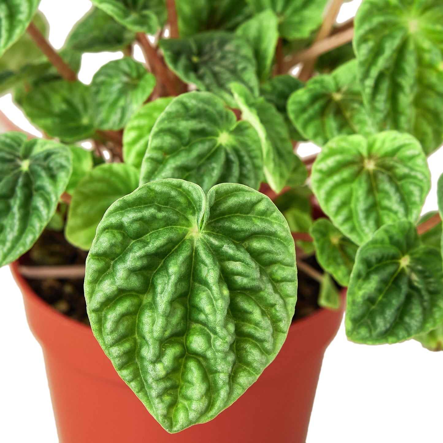 Peperomia 'Ripple' 6" potted plant