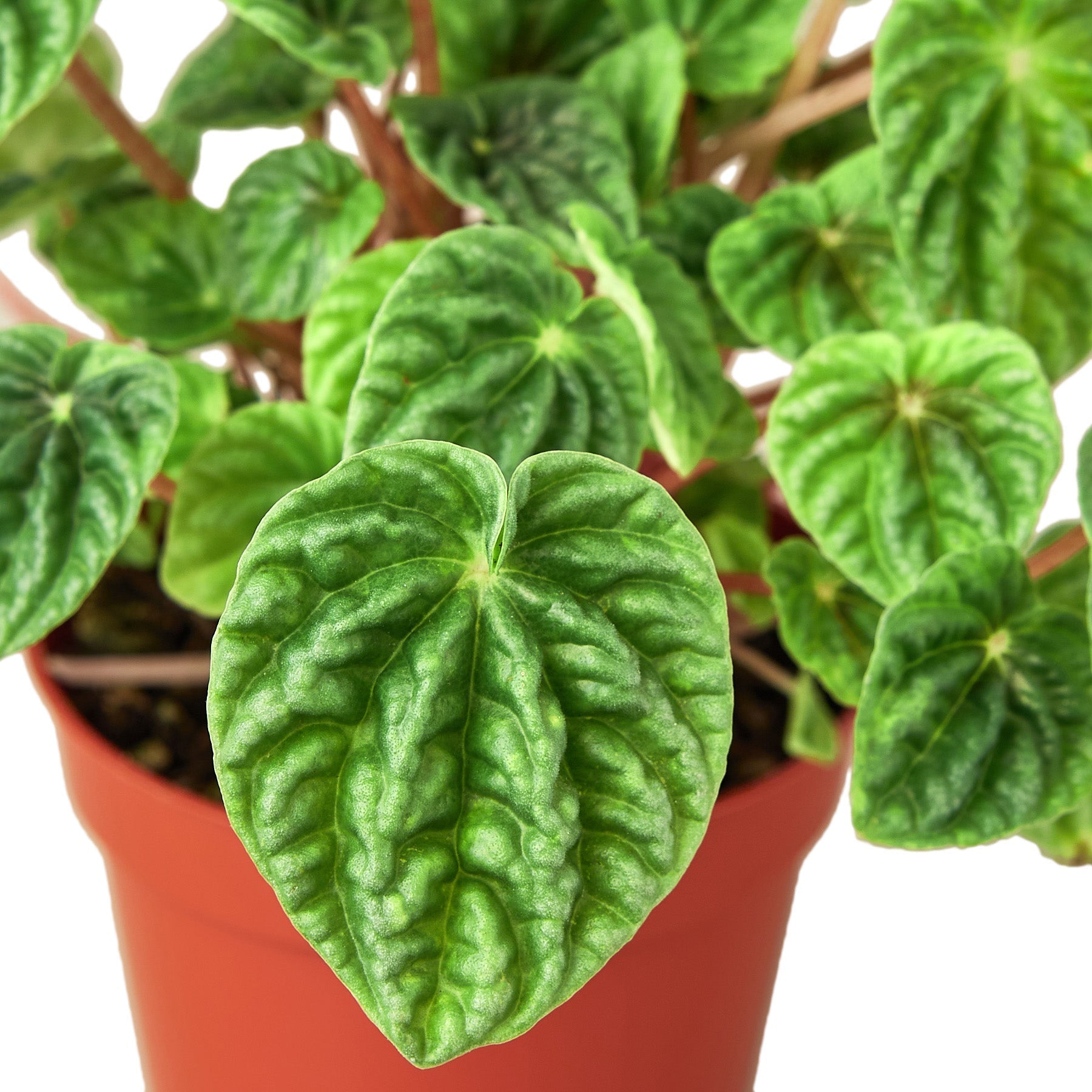 Peperomia 'Ripple' 6" potted plant