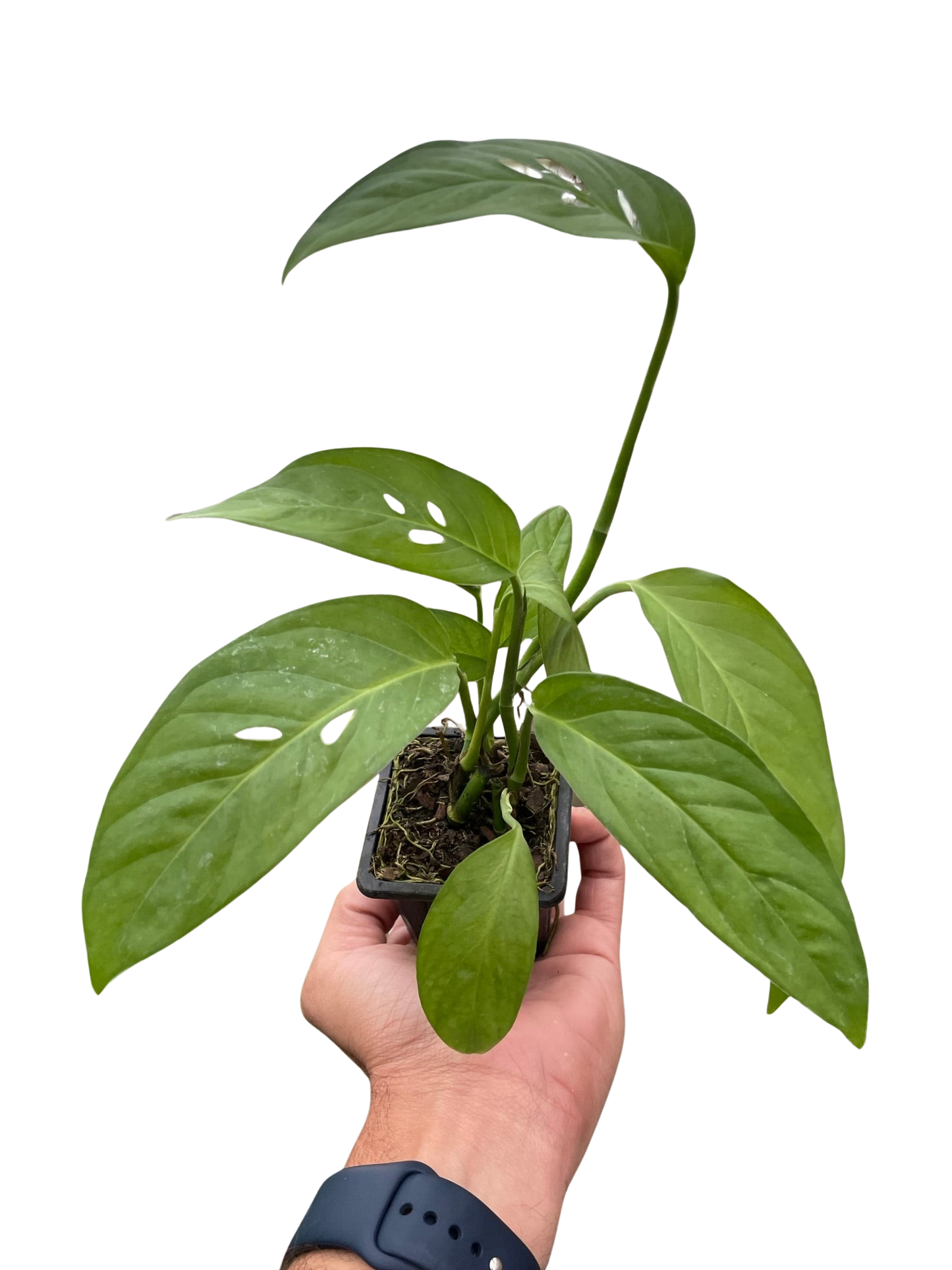 Monstera Adansonii 'Swiss Cheese' potted plant