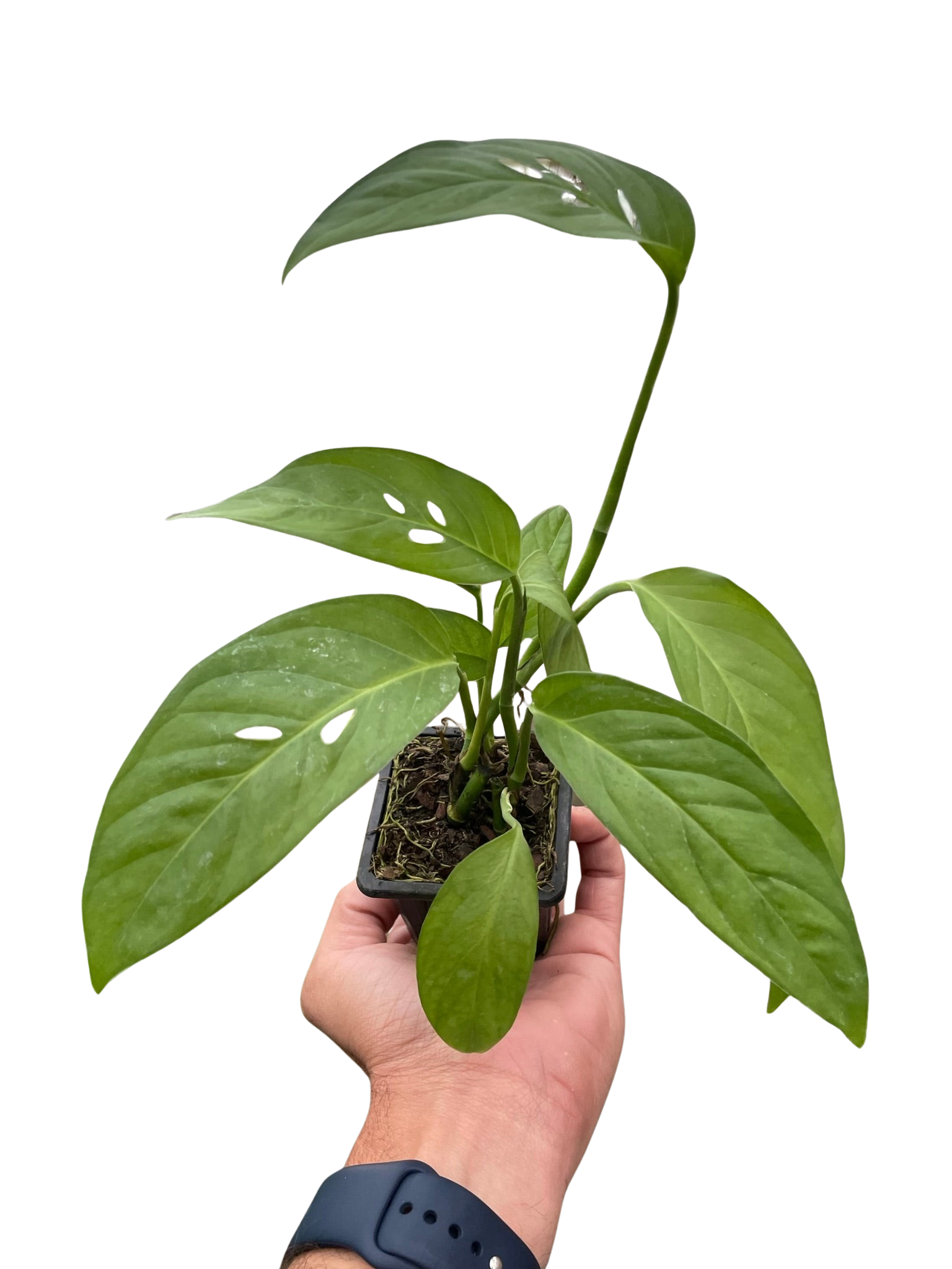 Monstera Adansonii 'Swiss Cheese' potted plant
