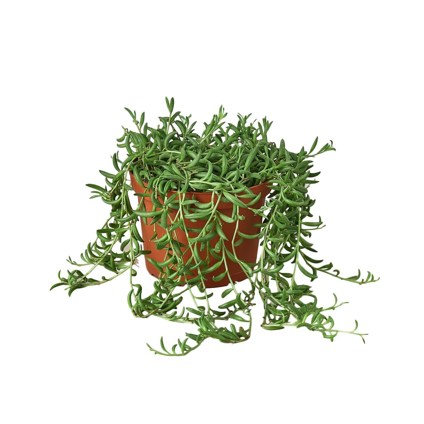 Succulent 'String of Bananas' potted plant