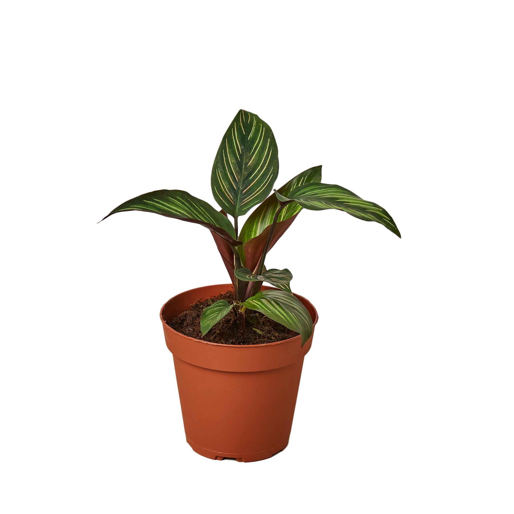 Calathea 'Beauty Star' 4" potted plant