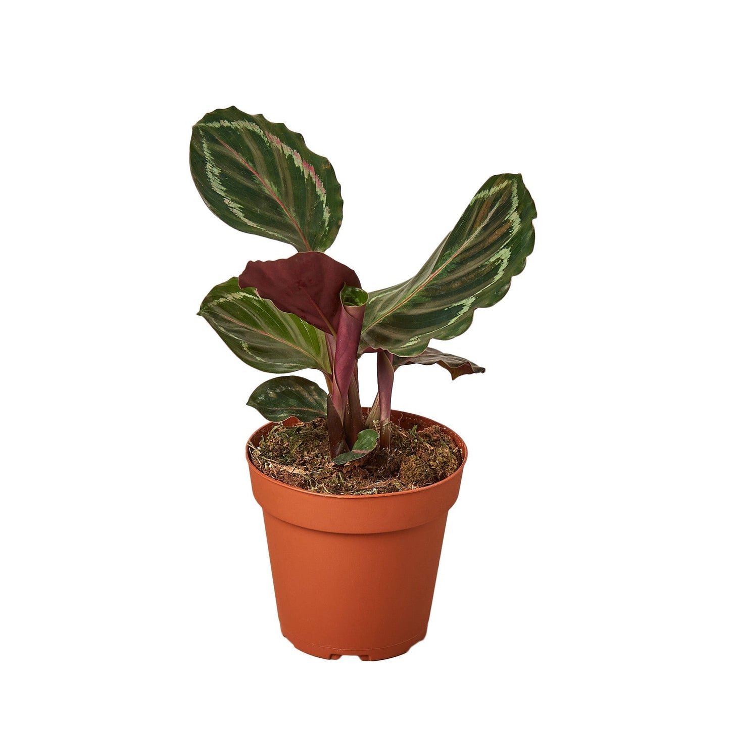 Calathea Roseopicta 'Medallion' 6" potted plant