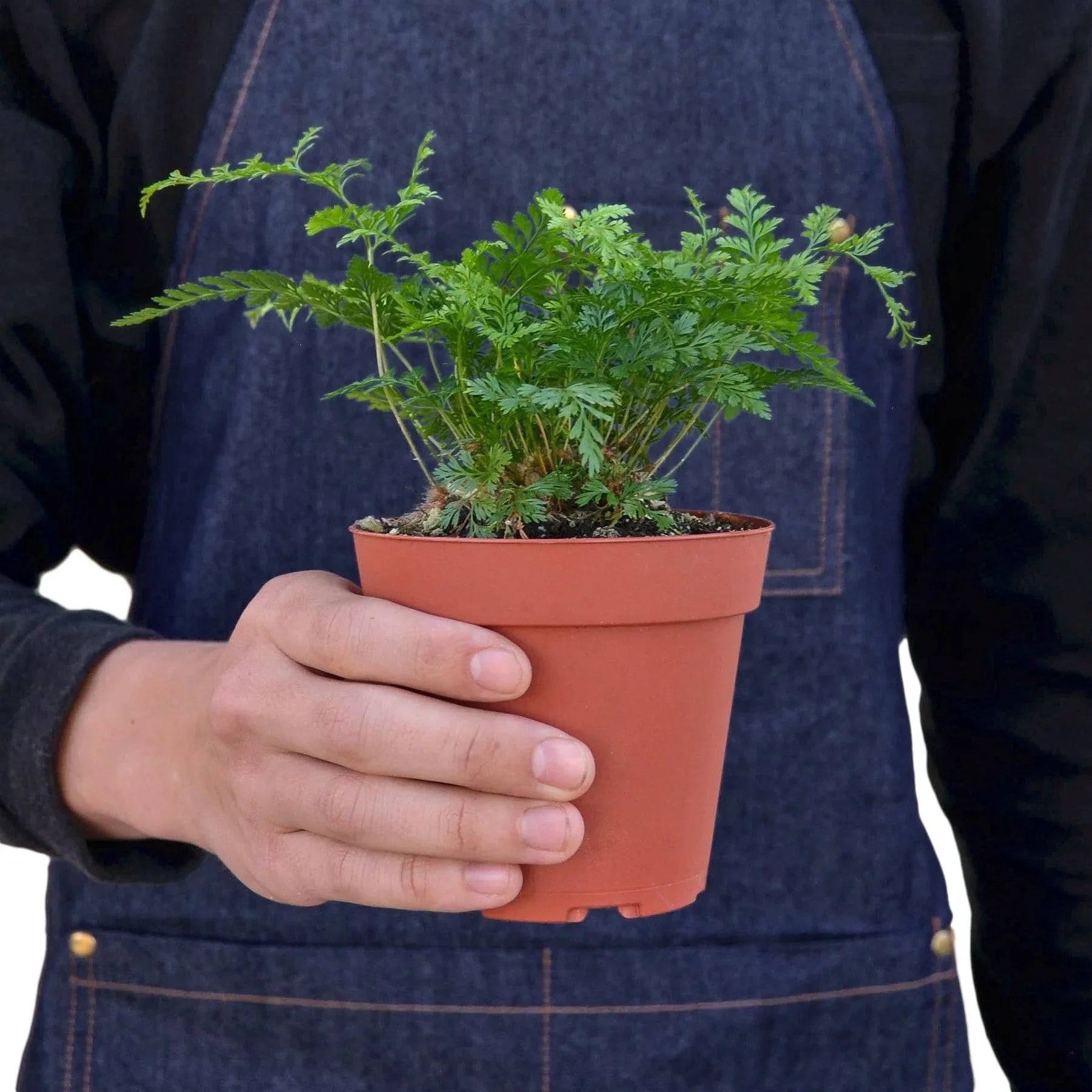 Rabbit's Foot Fern potted plant
