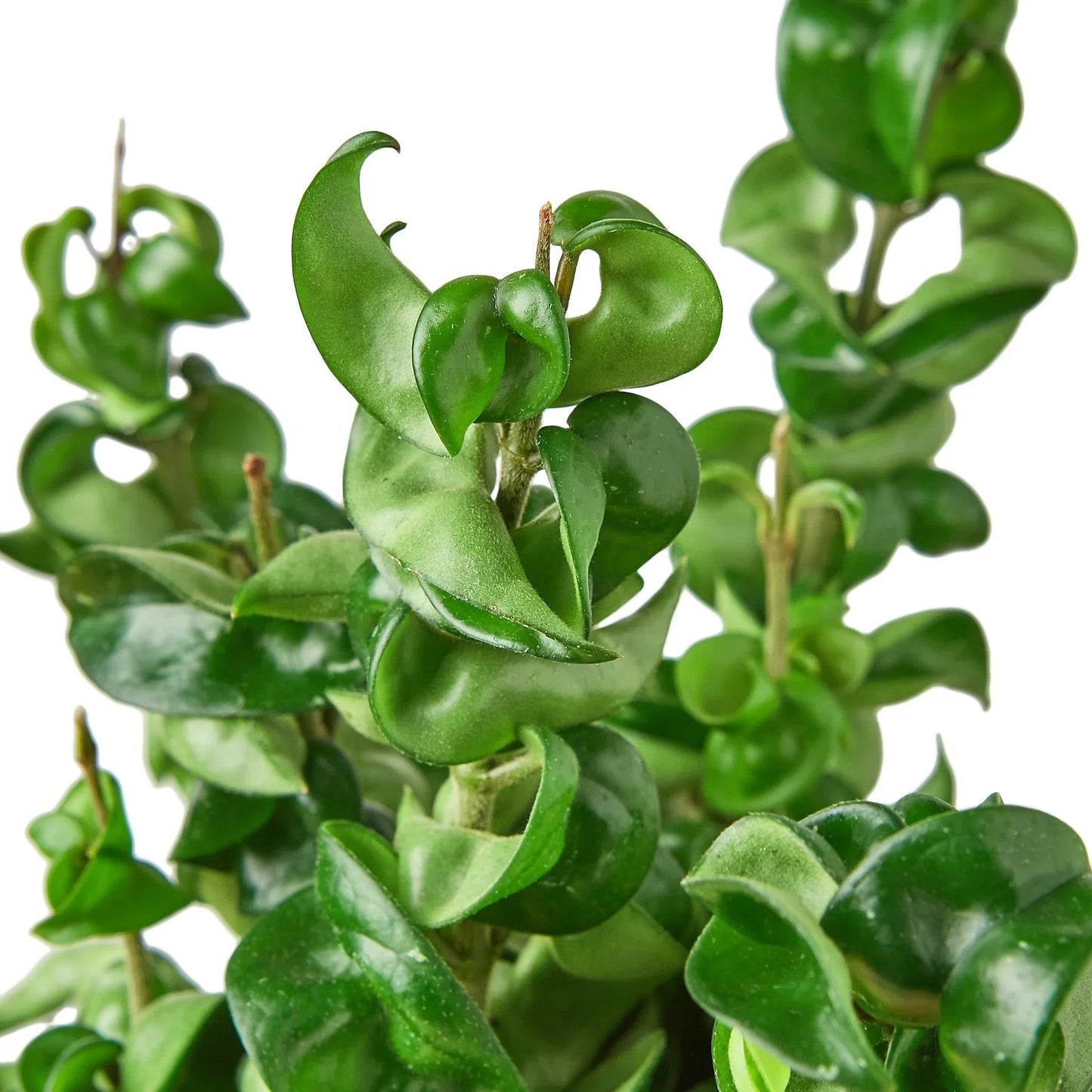 Hoya Rope Plant 4" potted plant