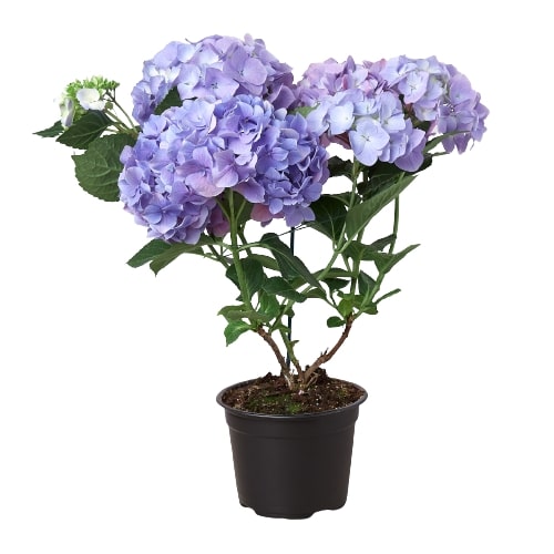 Blue Hydrangea 6" potted plant