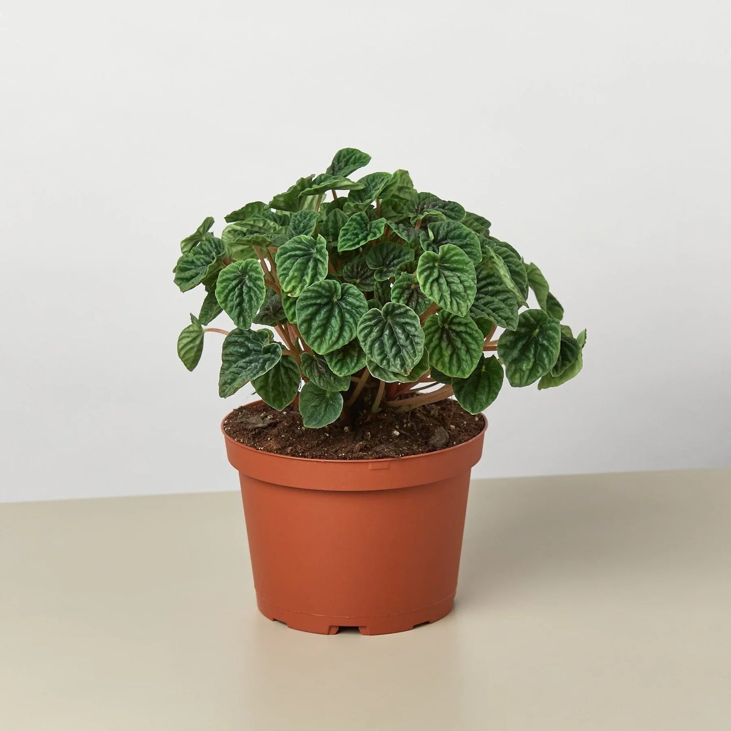 Peperomia 'Ripple' 4" potted plant