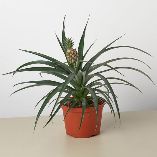 Bromeliad 'Yellow Pineapple' 6" potted plant