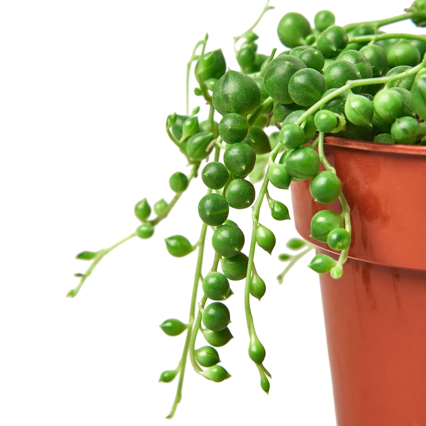Succulent 'String of Pearls' potted plant