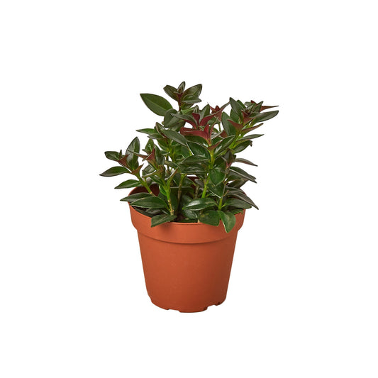 Nematanthus Black Goldfish Plant potted plant