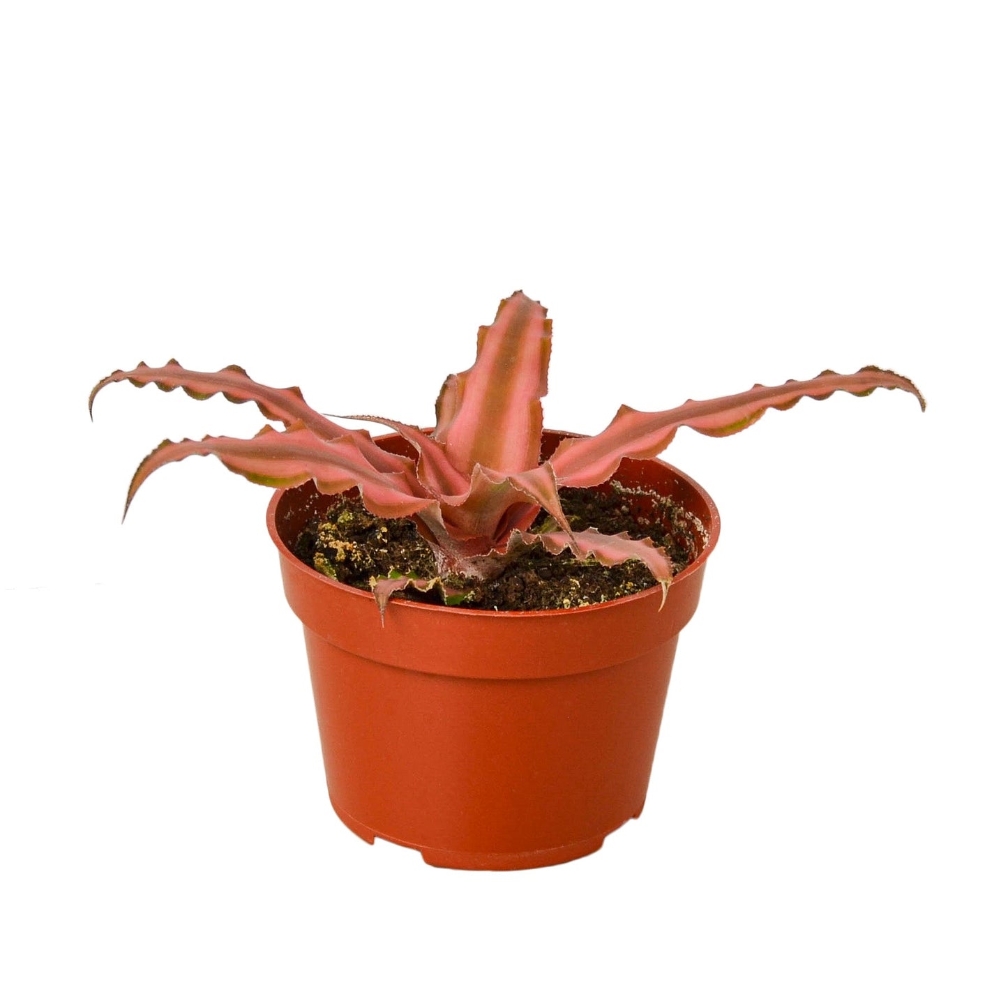 Cryptanthus 'Pink Star' 4" potted plant