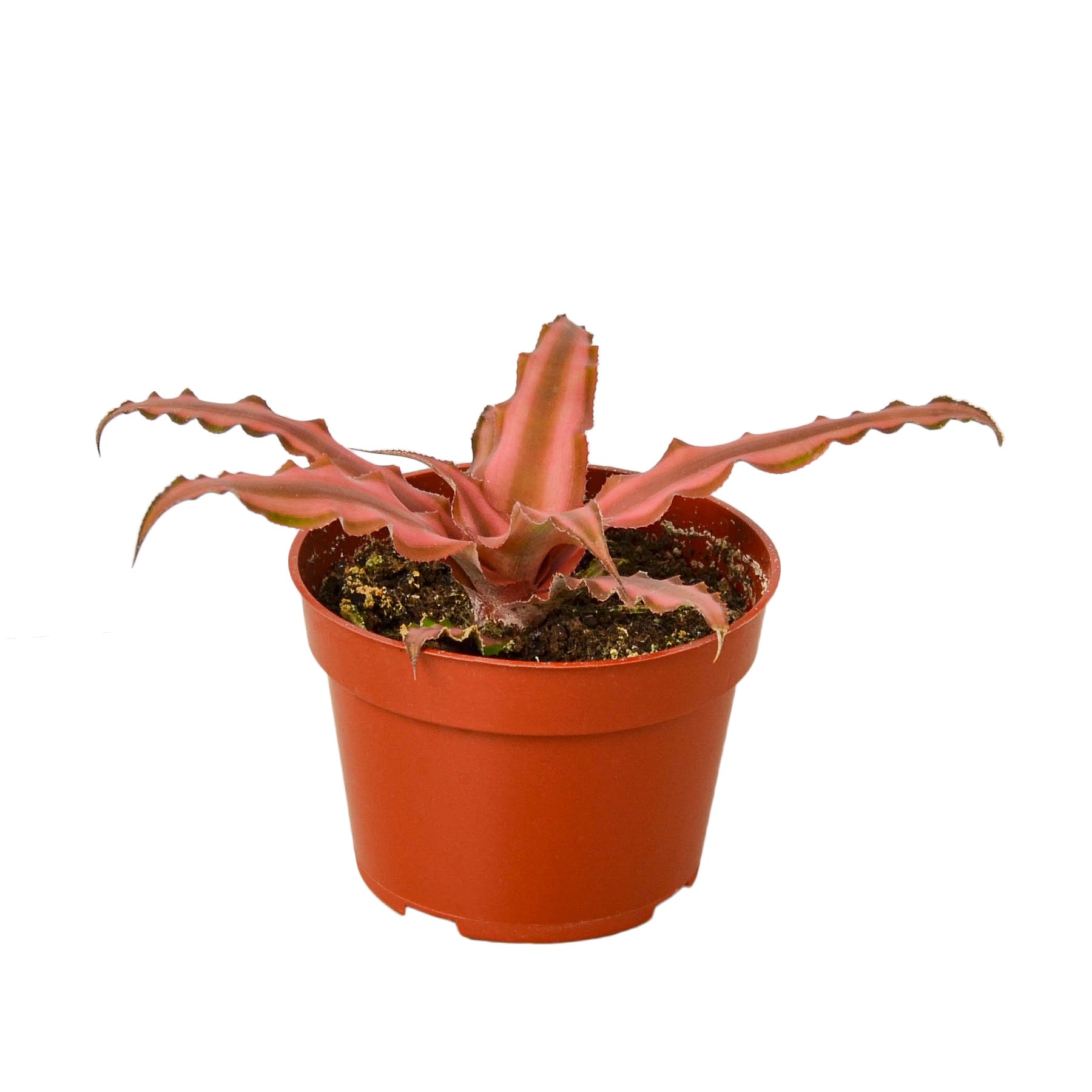 Cryptanthus 'Pink Star' 4" potted plant
