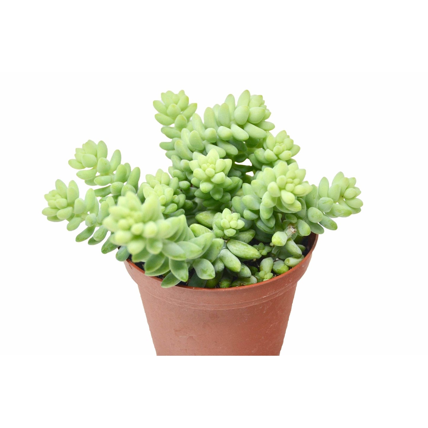 Sedum 'White Stone Crop' Succulent potted plant