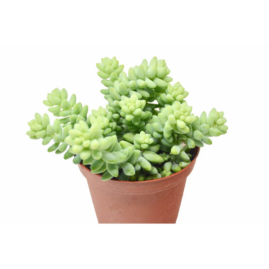 Sedum 'White Stone Crop' Succulent potted plant