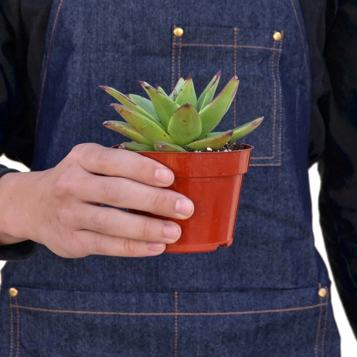 Lipstick Echeveria potted plant