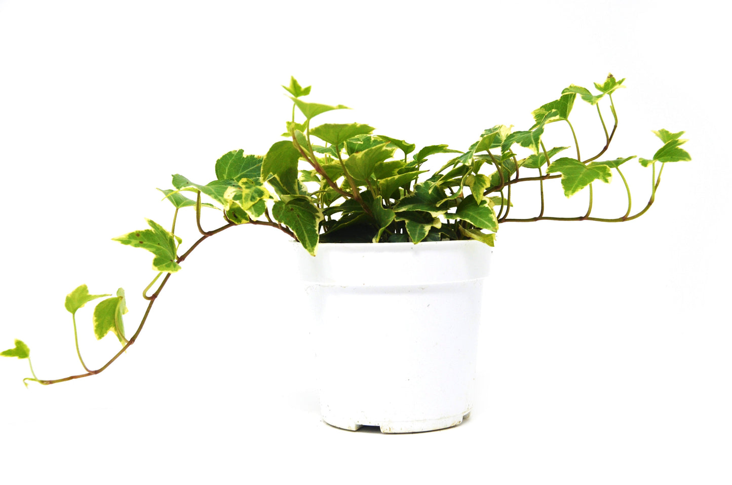 English Ivy 'Eva' 4" potted plant