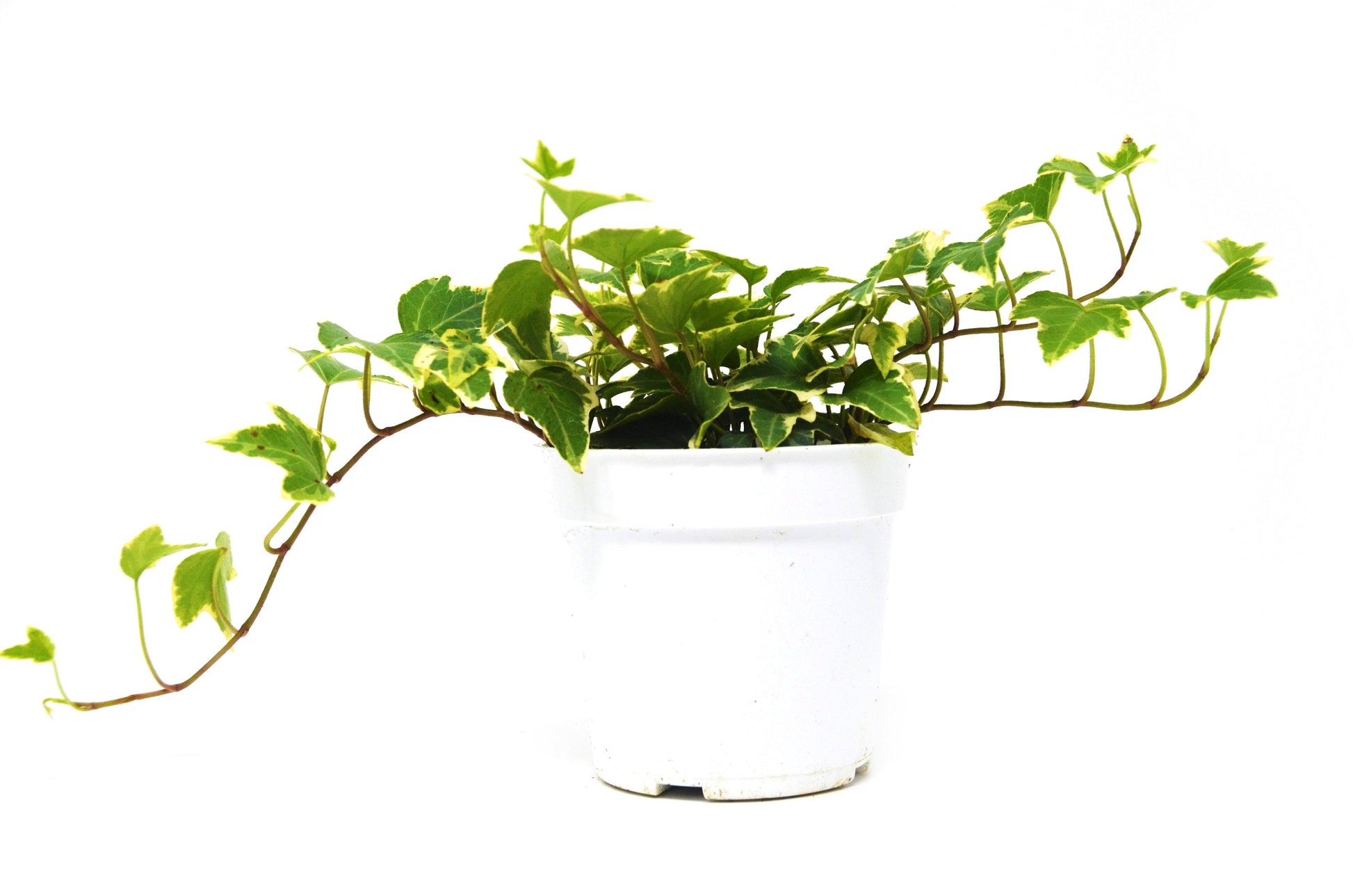 English Ivy 'Eva' 4" potted plant