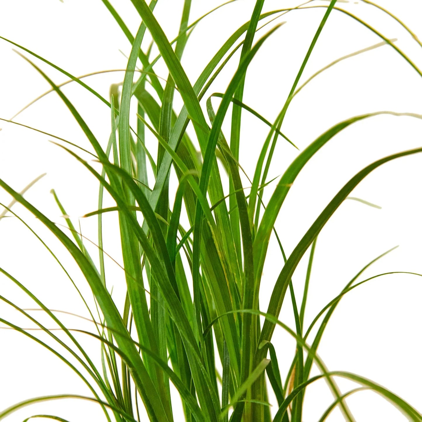 Palm Ponytail potted plant