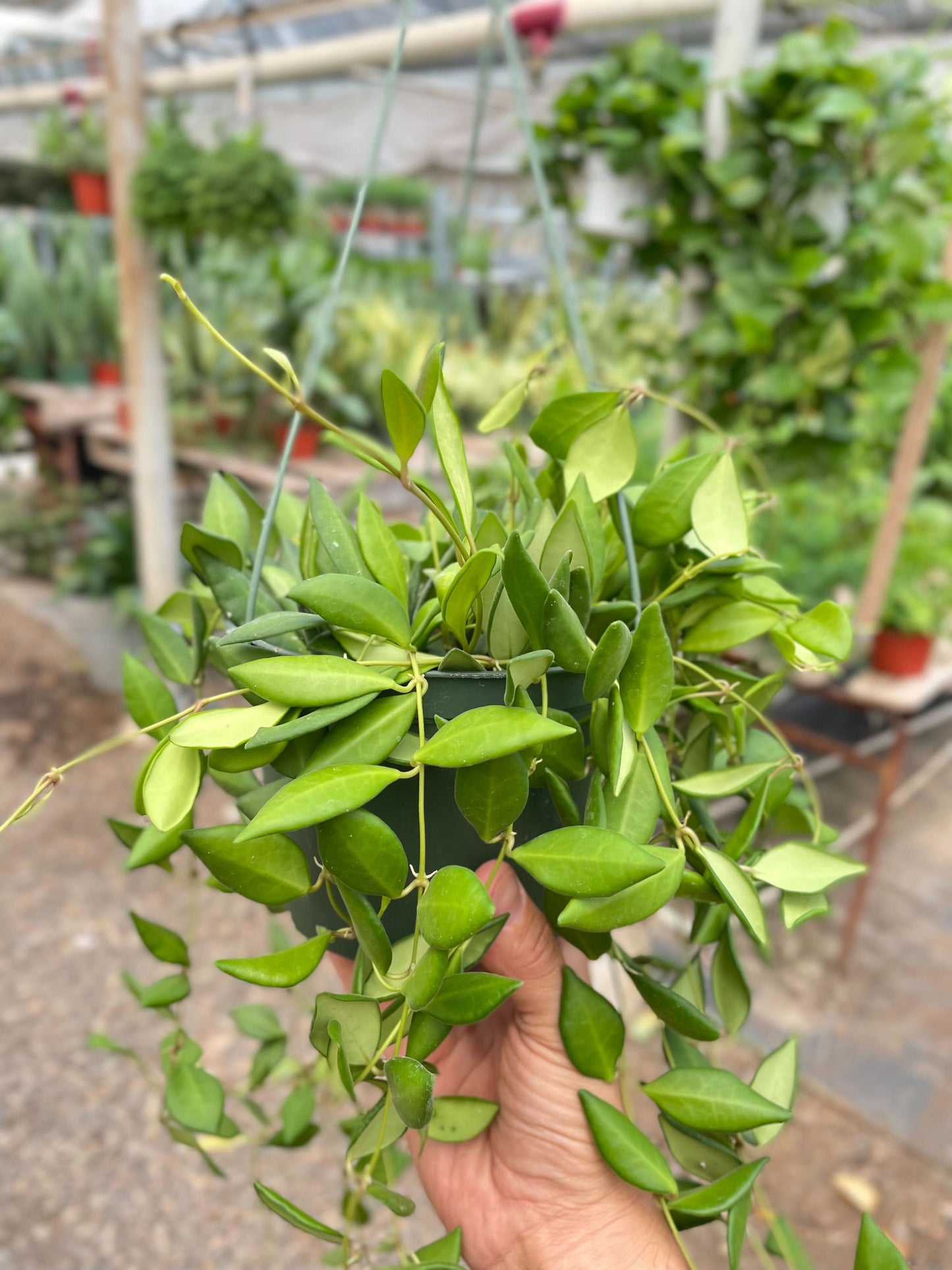 Hoya 'Burtoniae' potted plant