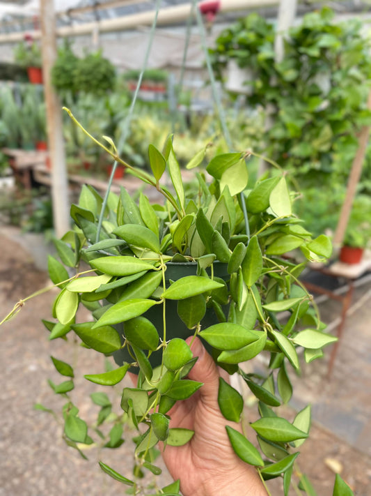 Hoya 'Burtoniae' potted plant