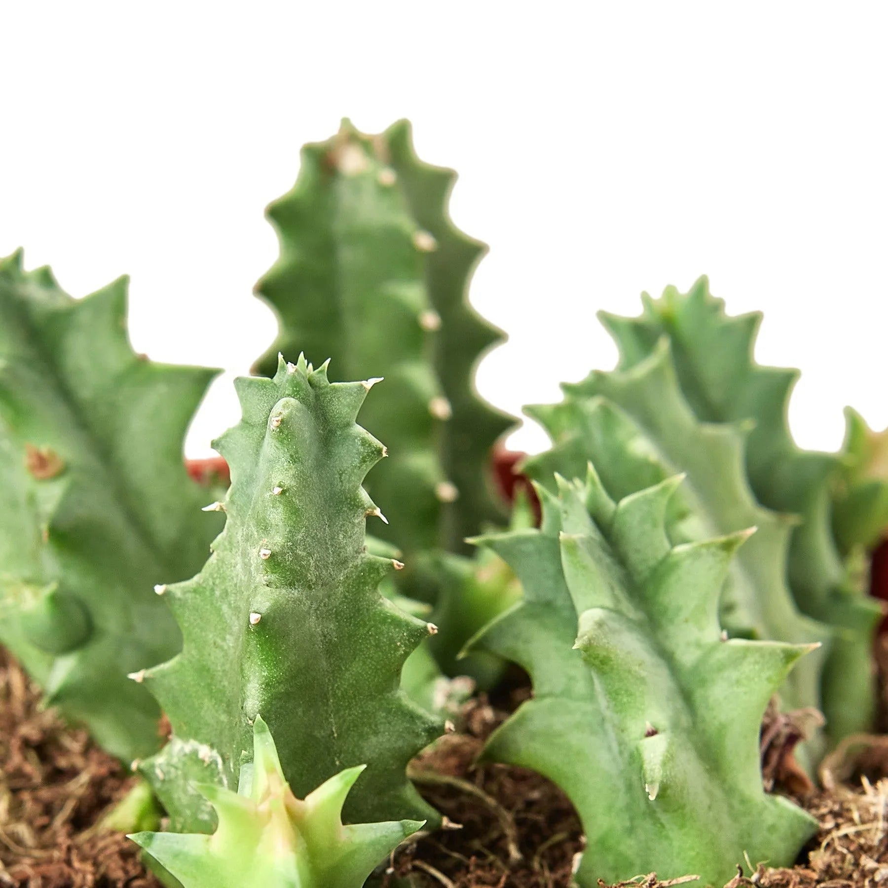 Lifesaver Cactus potted plant