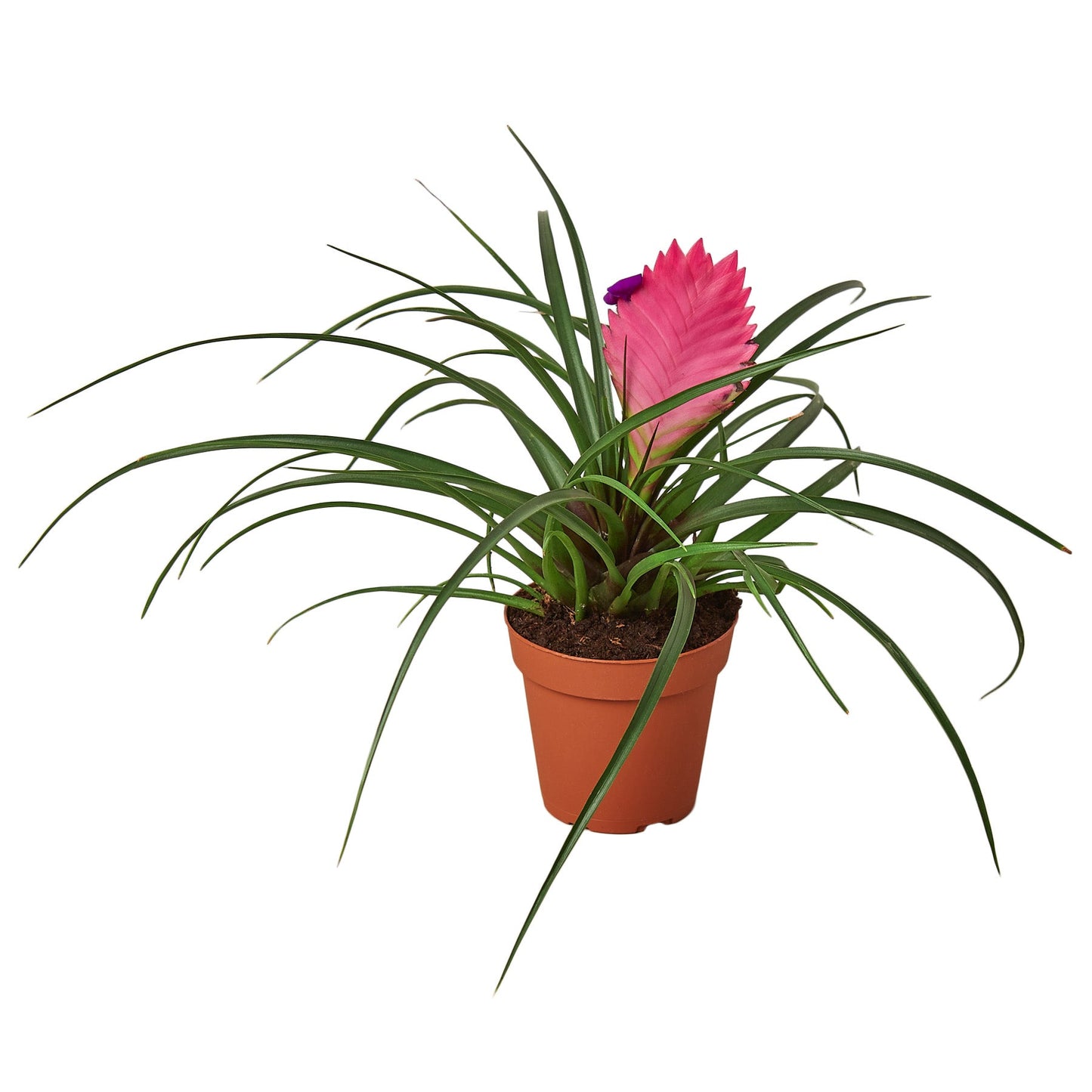Bromeliad Cyanea 'Pink Quill' potted plant