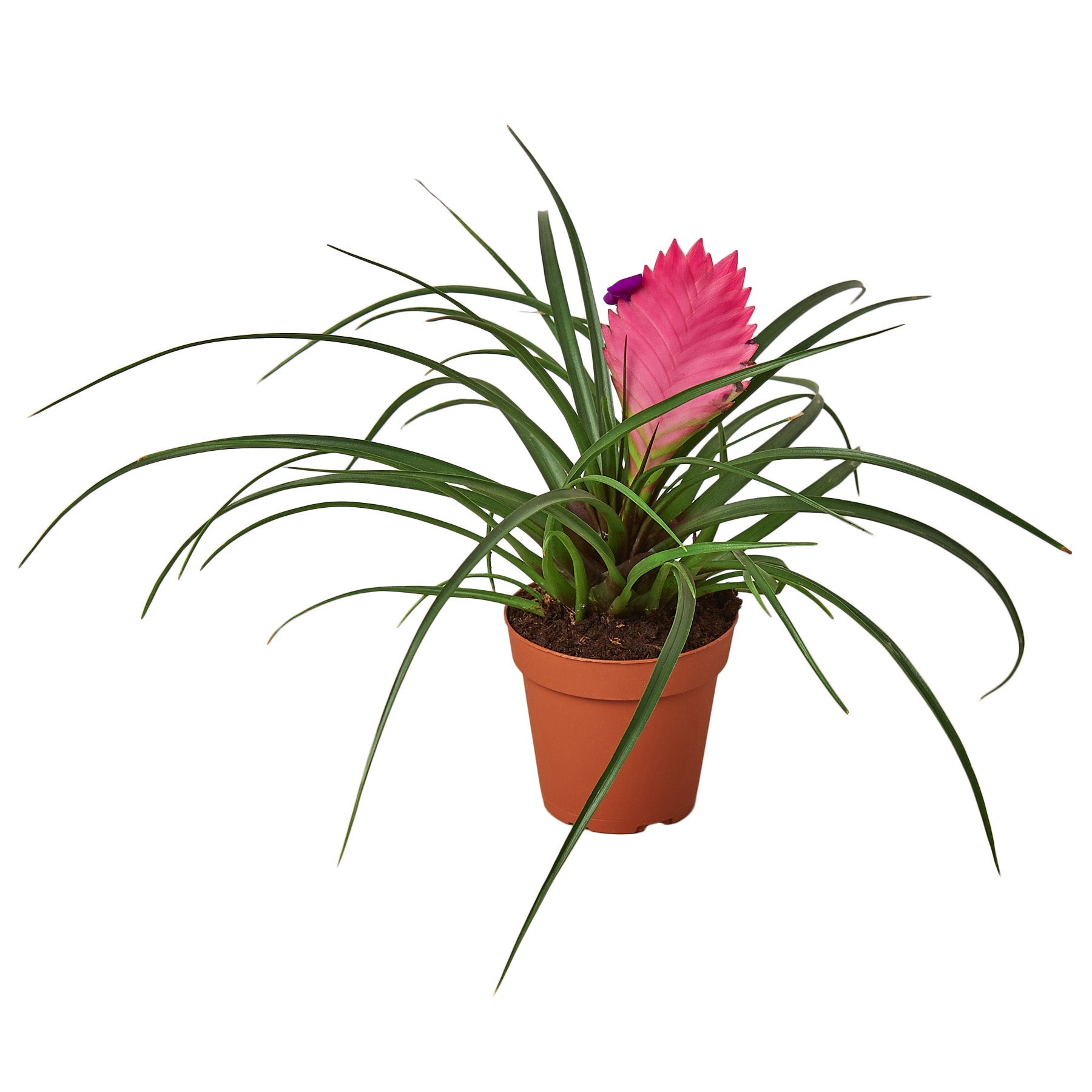 Bromeliad Cyanea 'Pink Quill' potted plant