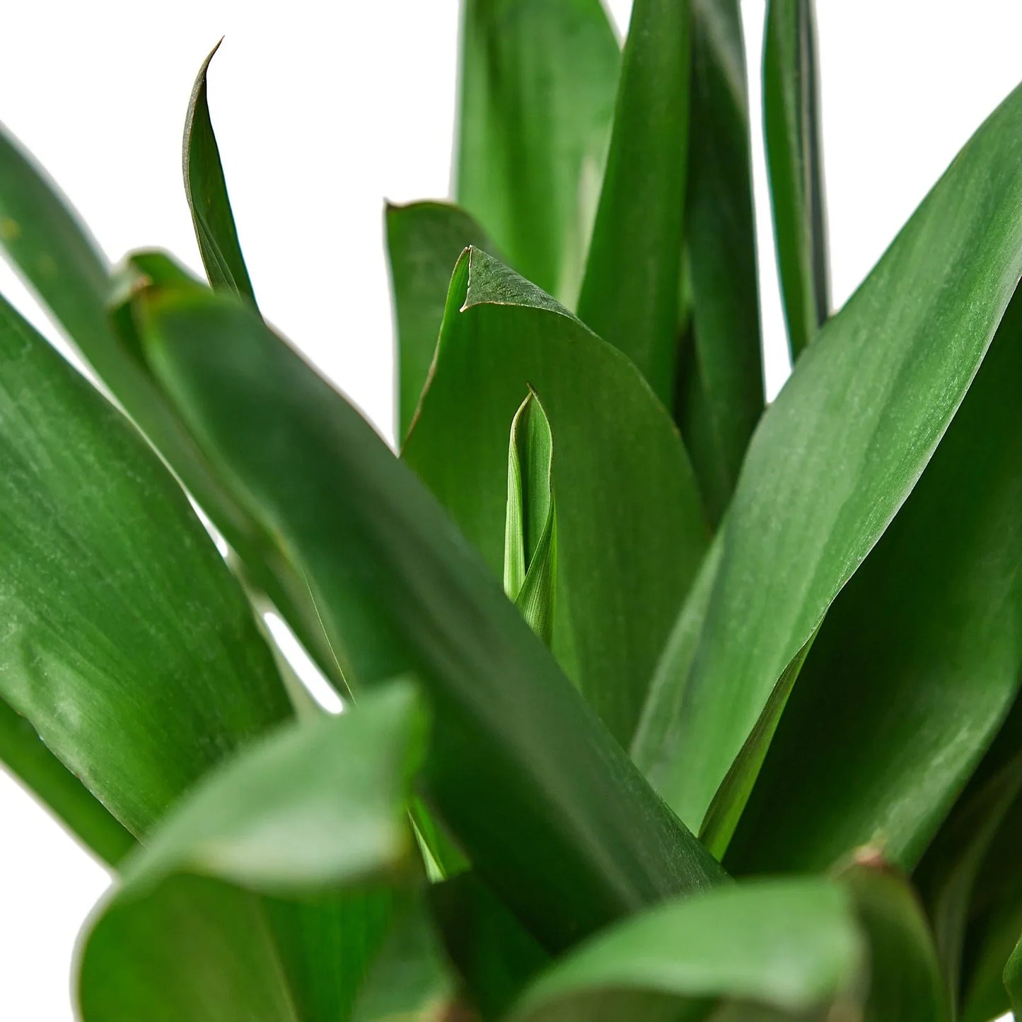Cordyline Glauca potted plant