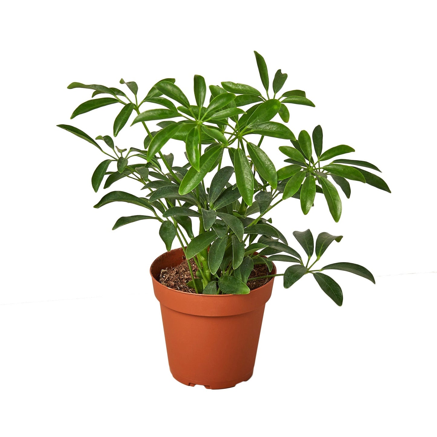 Schefflera Arboricola 'Umbrella' 4" potted plant