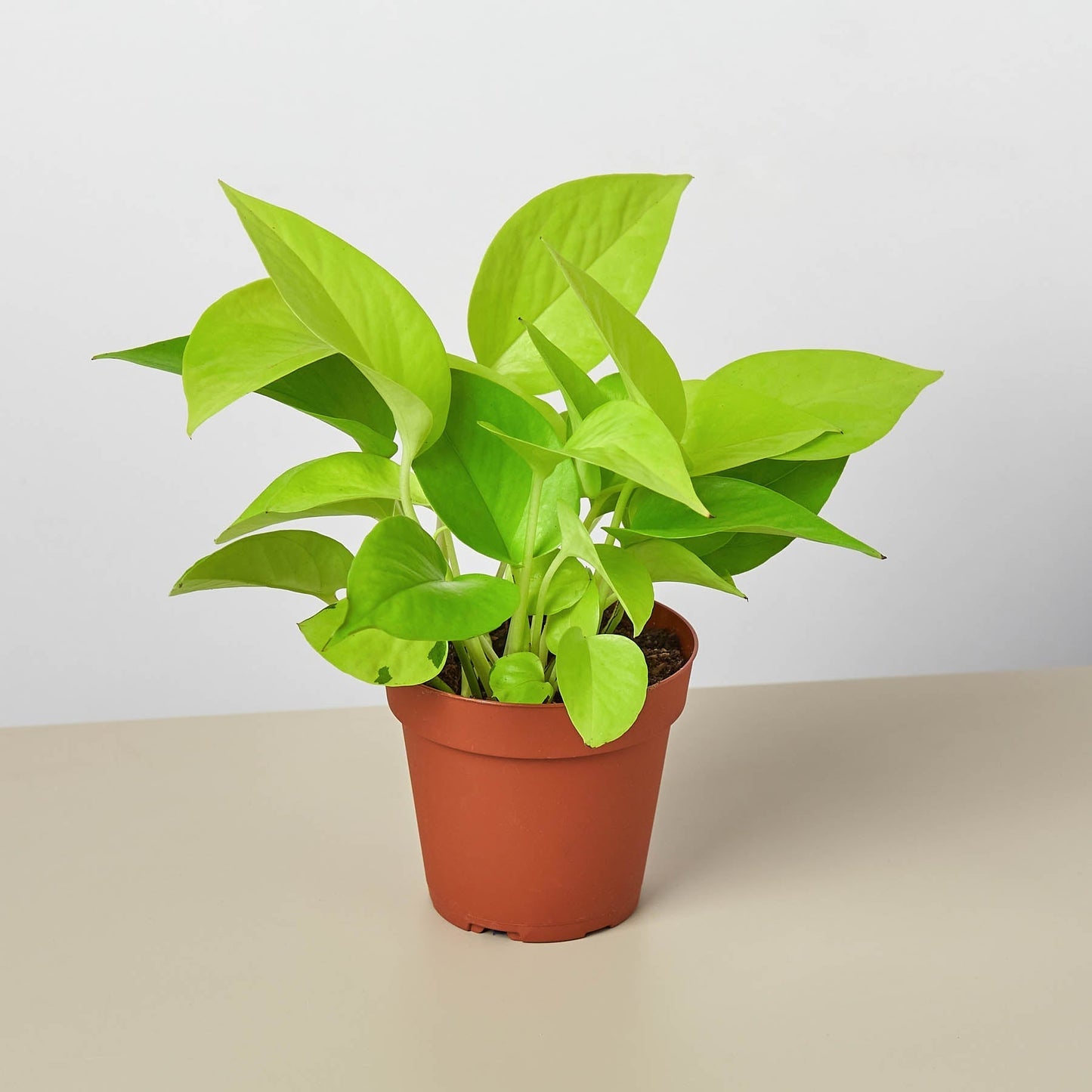 Pothos 'Neon' potted plant