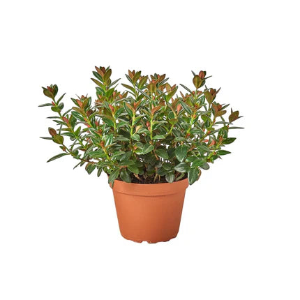 Nematanthus Black Goldfish Plant potted plant