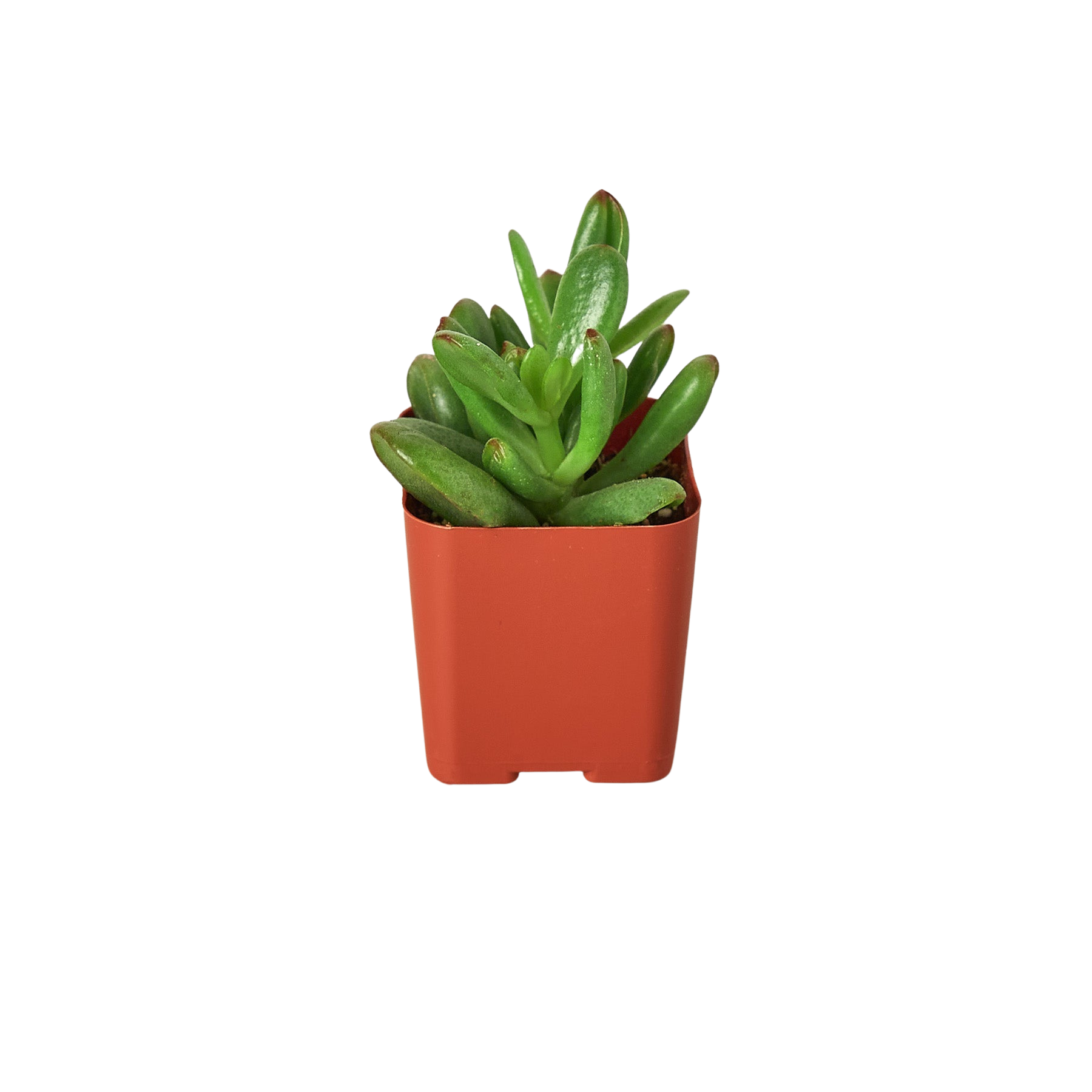 3" Tropical Plant Variety Bundle 3" potted plant