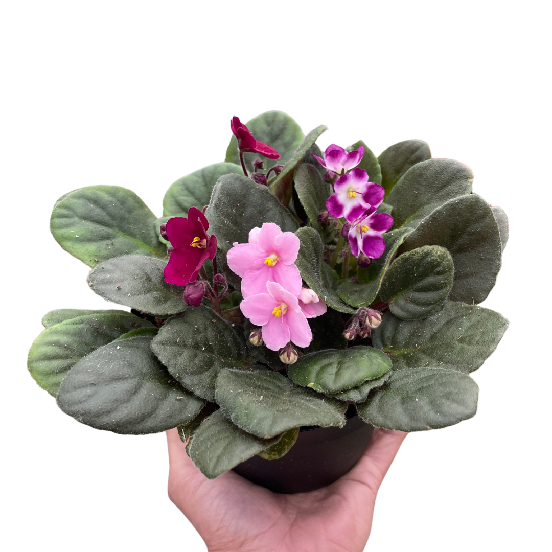 African Violet 4" potted plant
