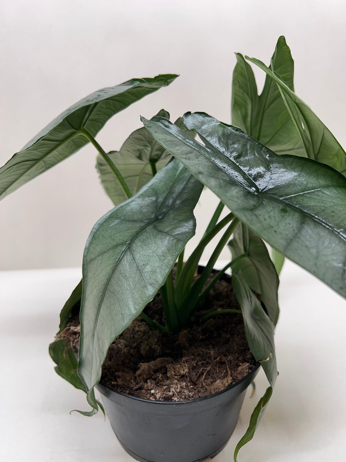Alocasia 'Dragons Breath' potted plant