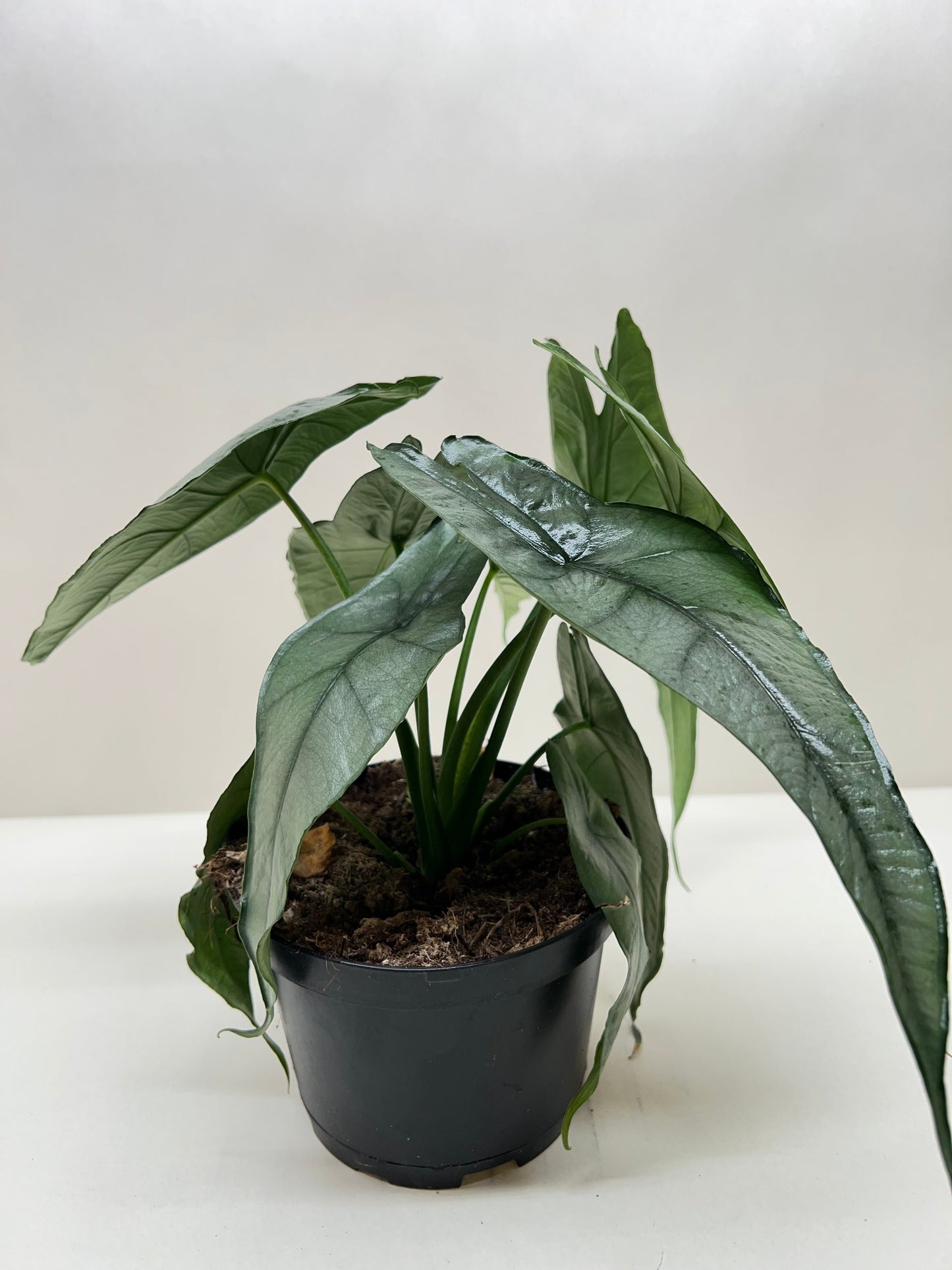 Alocasia 'Dragons Breath' potted plant