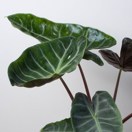 Alocasia 'Ebony' potted plant