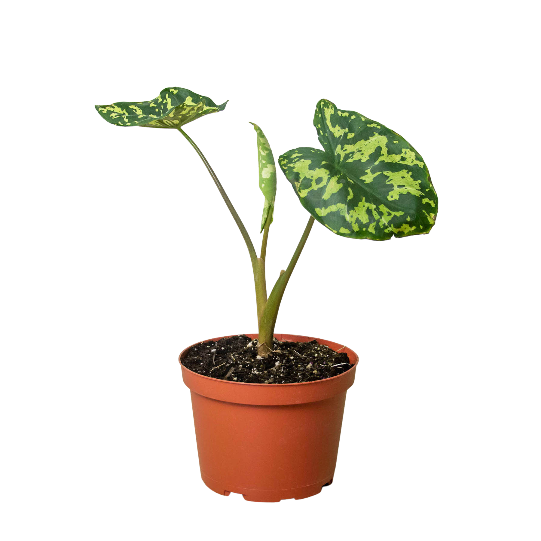Alocasia 'Hilo Beauty' potted plant