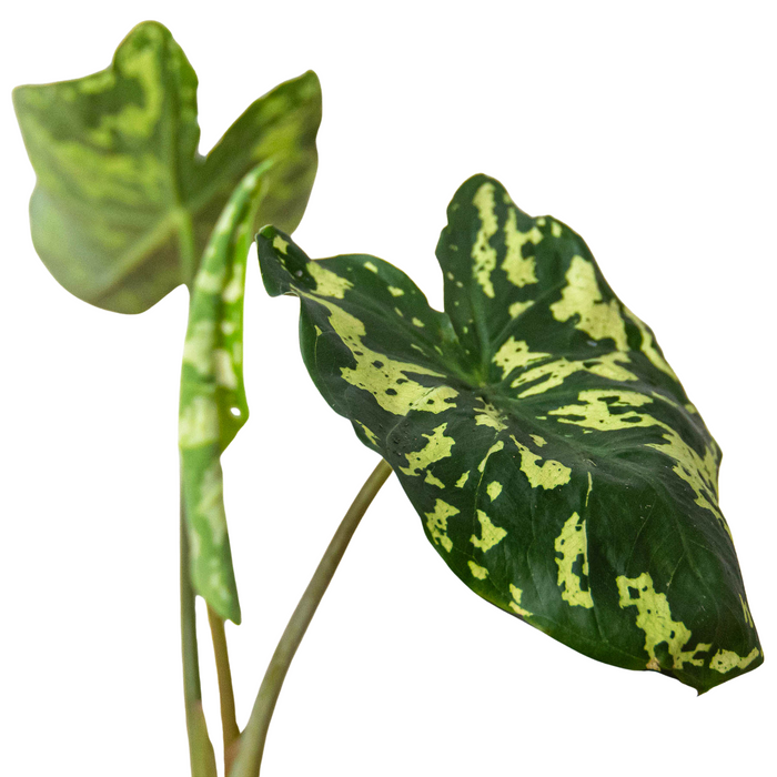 Alocasia 'Hilo Beauty' potted plant