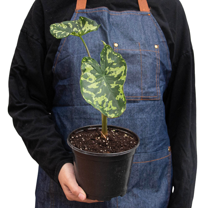 Alocasia 'Hilo Beauty' potted plant