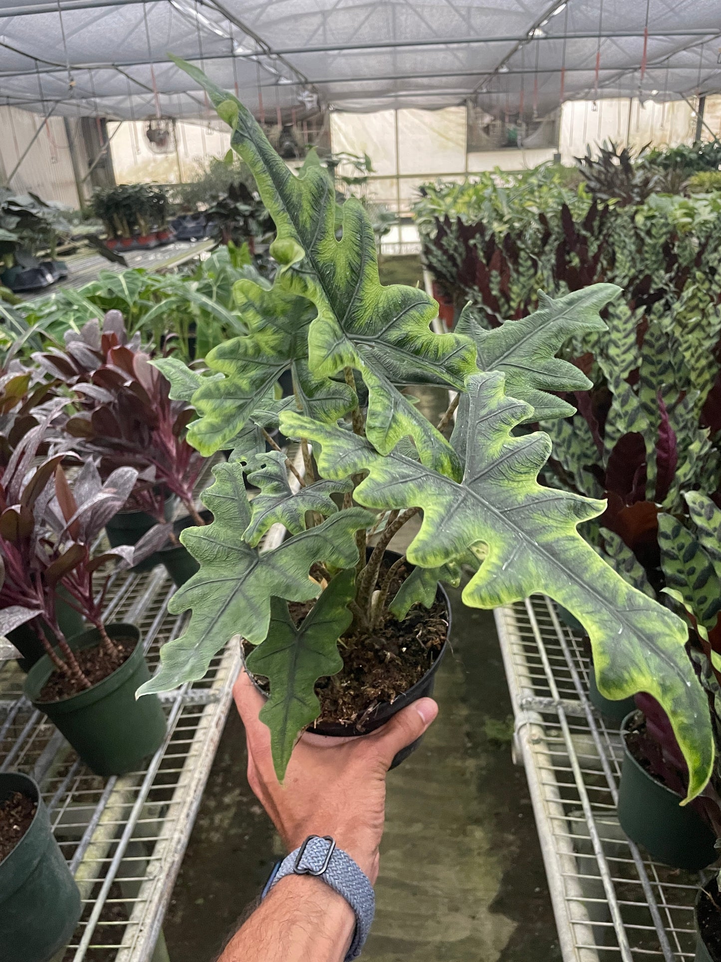 Alocasia 'Jacklyn' potted plant